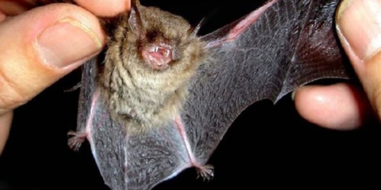 Alerta por hallazgo de murciélago con rabia en pleno centro de Osorno