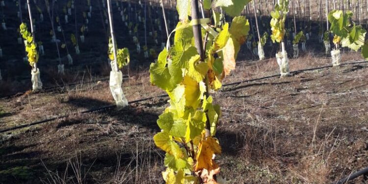 Paso a Paso pequeños agricultores concretan primer cultivo de viñas en la región de Los Lagos.