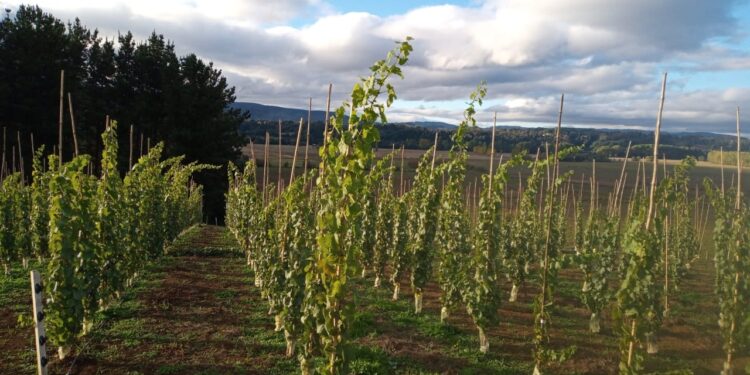 Pequeños agricultores realizarán una “Gira Tecnológica” por la provincia de Ñuble