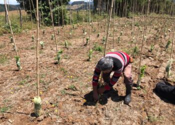 Pequeños agricultores valoran proyecto para la creación de viñas en la provincia de Osorno