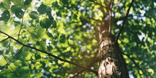 Plantarán 200 árboles nativos en la ciudad de Osorno