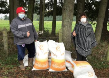 Municipio de Osorno entregó alimentos para animales a 80 pequeños agricultores