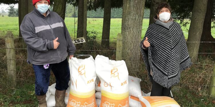 Municipio de Osorno entregó alimentos para animales a 80 pequeños agricultores