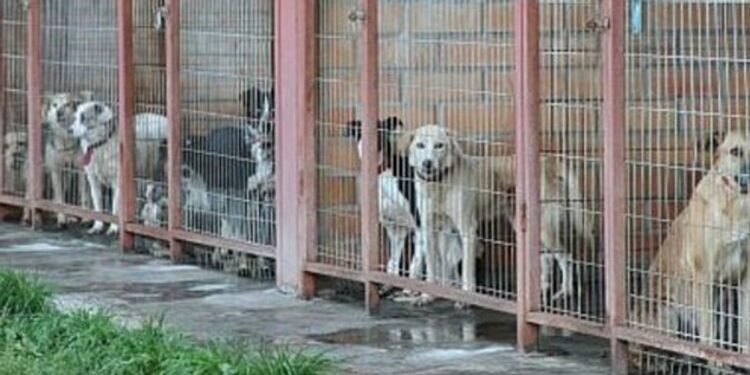 PDI inicia investigación por la muerte de 5.977 perros en canil municipal de Temuco