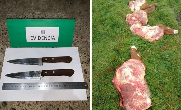 Agricultor de Río Bueno disparó a cuatreros en momentos que se concretaba un abigeato