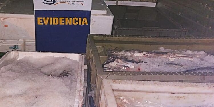 Valdivia era el destino del cargamento ilegal de merluza decomisada en el sur