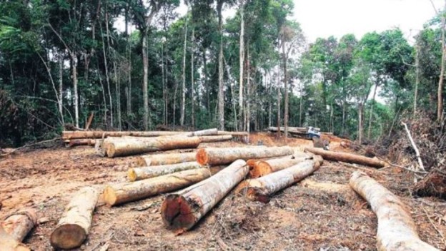 PDI Los Ríos inició investigación por tala de bosque nativo en zona costera de Valdivia