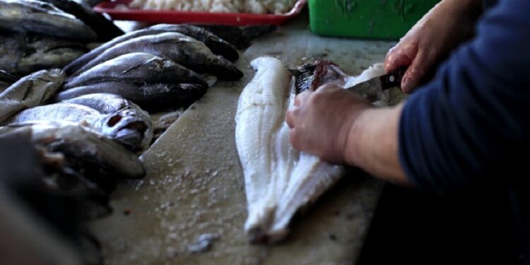 Este domingo comienza la Veda de la Merluza Austral en la región de Los Lagos