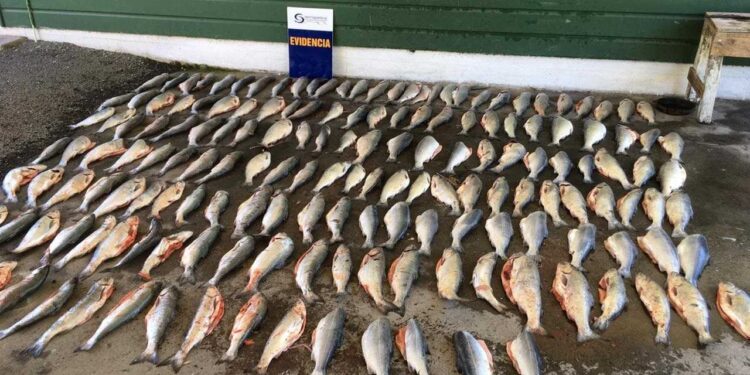 Desde el 2019 se han cursado 109 citaciones por pesca ilegal en la provincia de Osorno