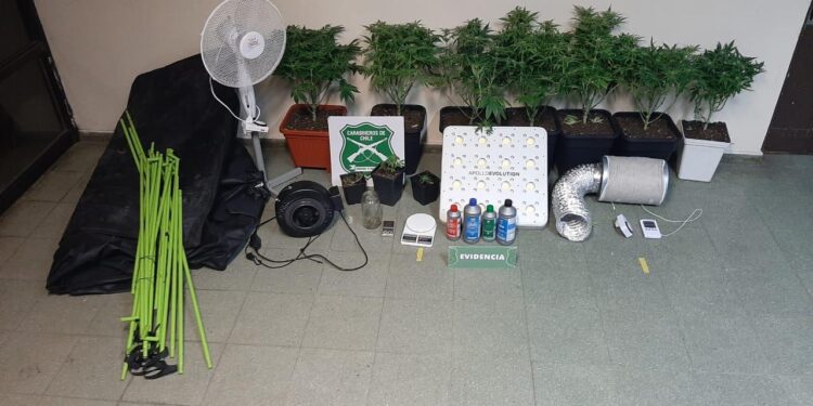 Decomisan 8 plantas de Marihuana en un domicilio en Osorno