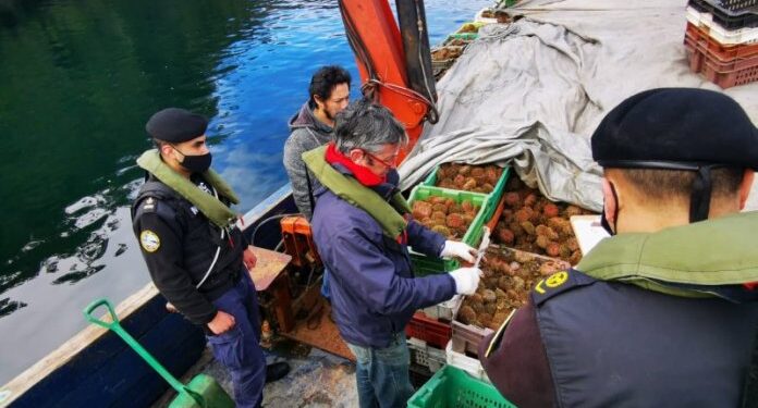 Incautan 55 toneladas de erizos extraídos ilegalmente por pescadores de Los Lagos