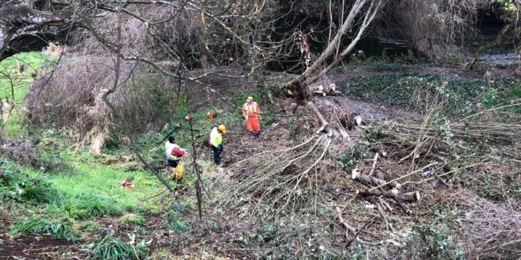 Municipio de Osorno comenzó limpieza en la ribera del río damas