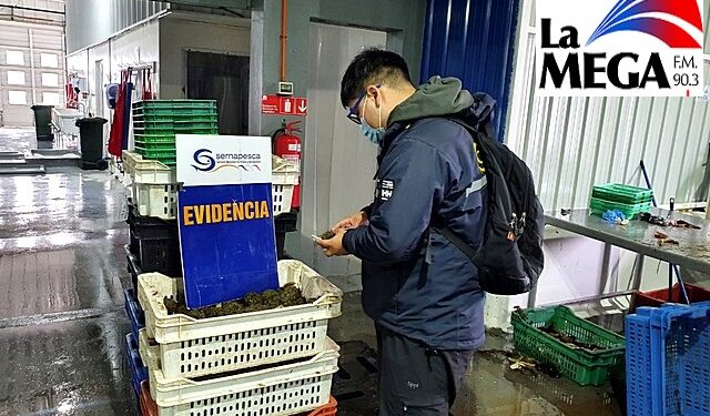 Los Lagos: Sernapesca detecta más de 9 toneladas de recursos ilegales tras fiscalizaciones en la región