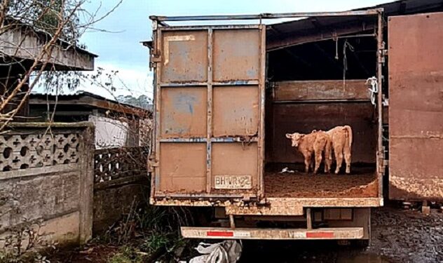 Detienen a un sujeto por abigeato en Río Negro