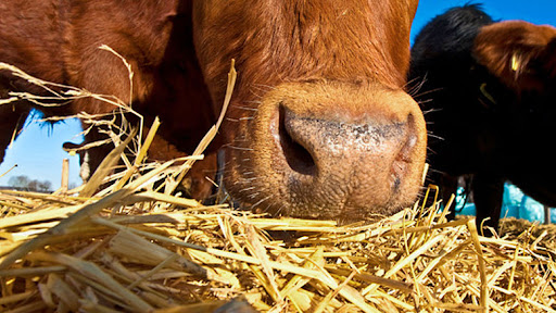 INDAP entregará más de 180 millones para alimentación animal a pequeños agricultores en San Juan de La Costa