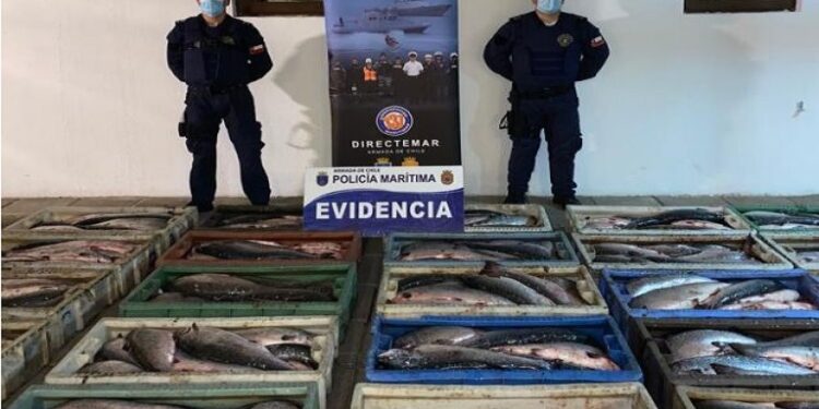 Procedimiento en Quellón por más de 9 toneladas de salmón robado