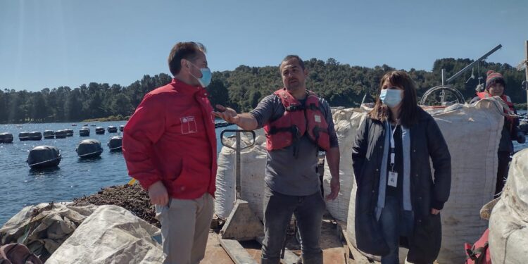 Indespa inyecta millonarios recursos para 149 productores Acuícolas de Pequeña Escala de la región de Los Lagos