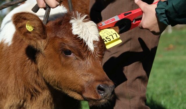 Vence el plazo para realizar la Declaración de Existencia Animal