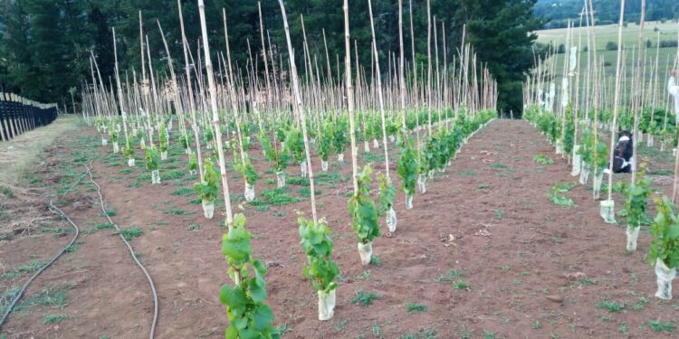 Iniciativa que busca construir viñedos en la provincia de Osorno se ha ejecutado exitosamente