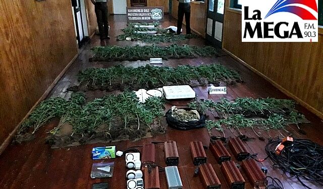 Río Bueno: Decomisan 330 plantas de marihuana en un operativo de Carabineros