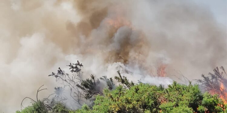 Investigan posible intencionalidad de incendios forestales en la región de Los Lagos