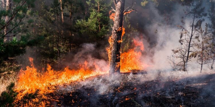 Delegado presidencial de Osorno coordina acciones para prevenir incendios forestales