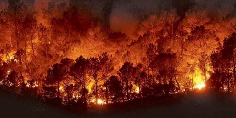 Gobierno acusó intencionalidad de incendios forestales en La Araucanía