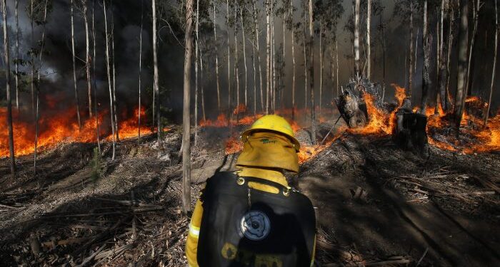 Más de tres mil hectáreas han sido consumidas por incendios forestales en la Araucanía Los Lagos Ñuble y O’Higgins.