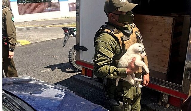 Osorno: Carabineros detiene a conductor de camión por “Ley Cholito”