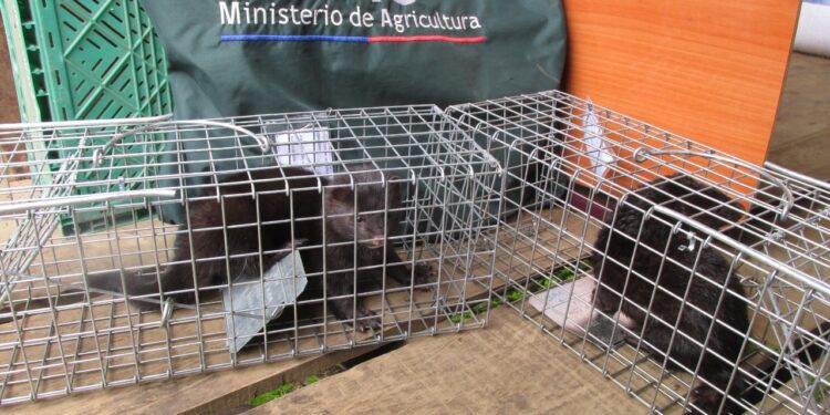 Región de Los Lagos: Finaliza segunda etapa del Programa de Erradicación del visón