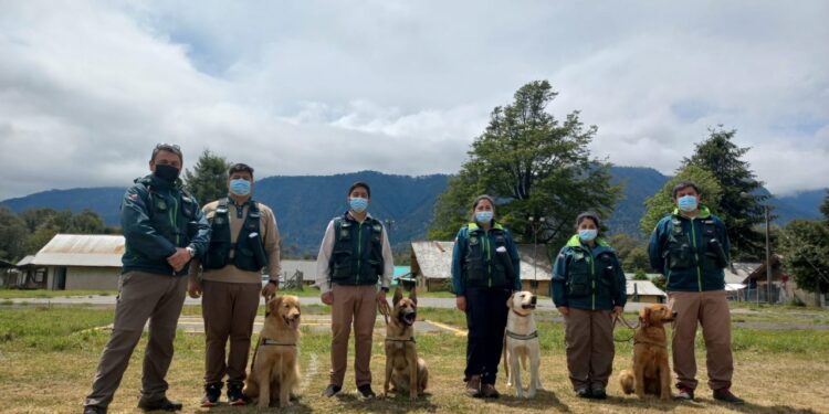 Osorno: Paso Fronterizo Cardenal Samoré cuenta con dos nuevos guías caninos para reforzar inspección