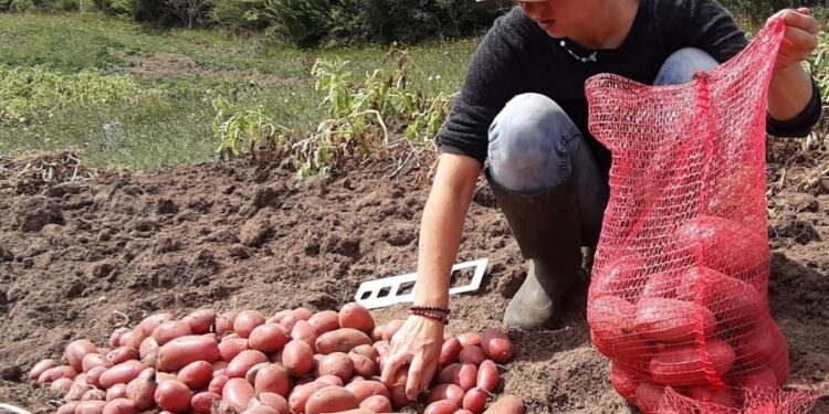 Invitan a postular a concurso que busca apoyar a pequeños agricultores de la región