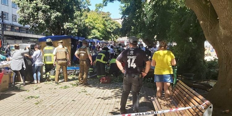 Osorno: Aseguran que municipio tenía conocimiento de árboles en mal estado