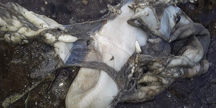 Encuentran vísceras de cordero en plantas elevadoras de aguas servidas de ESSAL