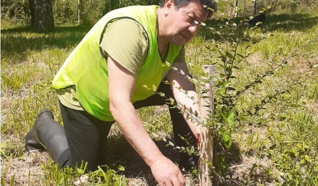 Osorno: Limpian y riegan árboles nativos en el Parque Chuyaca
