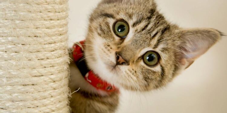 Registro nacional revela aumento en tendencia de adopción de gatos como mascotas