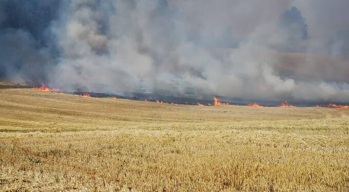 Incendio forestal consumió varias hectáreas de vegetación en Osorno