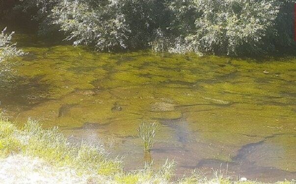 Osorno: Fiscalización dejó en evidencia baja oxigenación en el río Damas