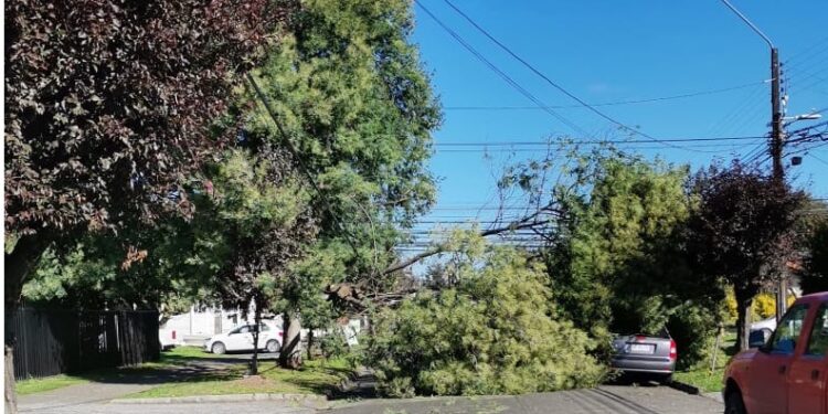 Osorno: Dos vehículos resultaron dañados al caer un árbol encima