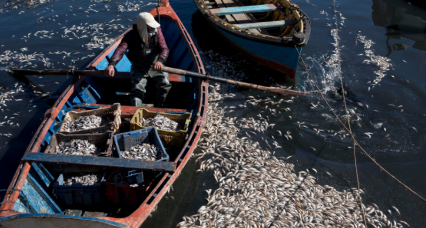 Cierran área de extracción de mariscos en la región de Los Lagos