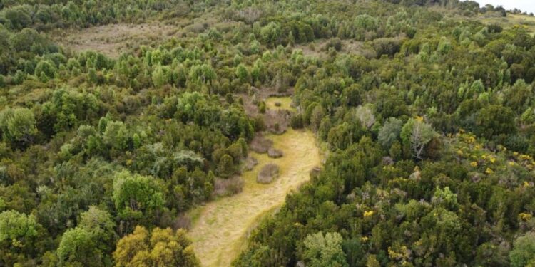 Plan Nacional de Protección de Humedales logra reconocer más de 15 mil hectáreas protegidas en Los Lagos