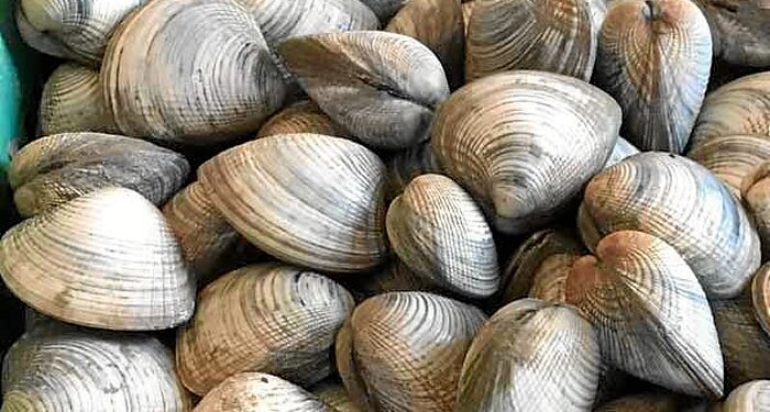 Seremi de Salud cierra nueva área de extracción de Moluscos Bivalvos en Calbuco