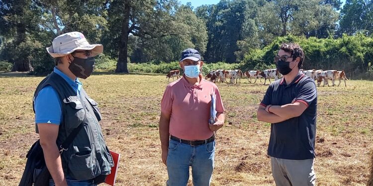Osorno: SAG Los Lagos supervisa cuarentena de ganado bovino que se exportará a Perú