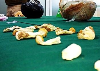 Detienen a 3 personas por tráfico de drogas en la provincia de Osorno