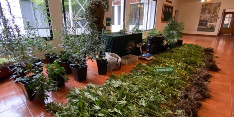 Millonaria incautación en drogas logró la OS7 de Carabineros de Valdivia