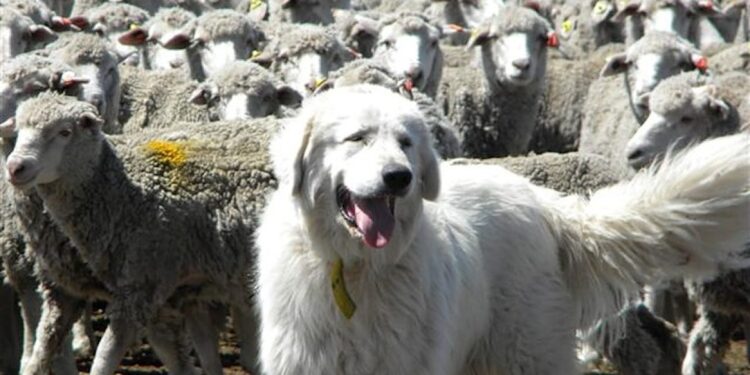 Buscan potenciar la tenencia responsable de mascotas en sectores rurales