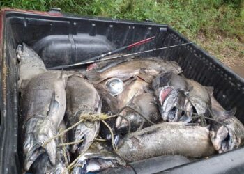 Región de Los Ríos: Incautan 910 kilos de salmón Chinook capturado de manera ilegal