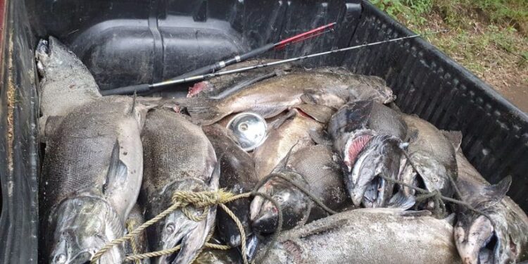 Región de Los Ríos: Incautan 910 kilos de salmón Chinook capturado de manera ilegal