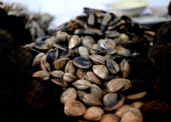 Menor de 3 años falleció por consumo de mariscos contaminados en Calbuco  