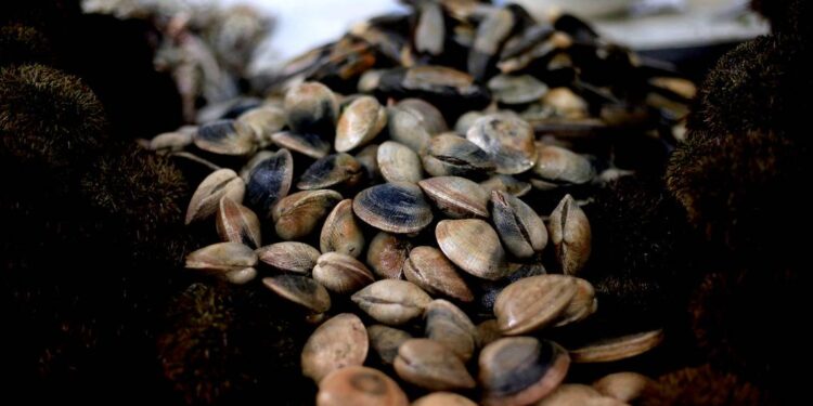 Menor de 3 años falleció por consumo de mariscos contaminados en Calbuco  